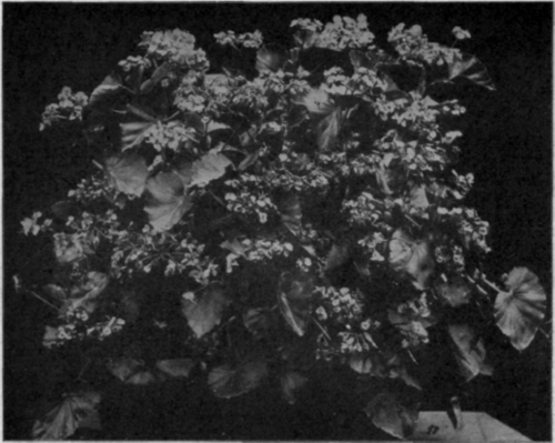 B. ‘Semperflorens Gigantea Rosea’